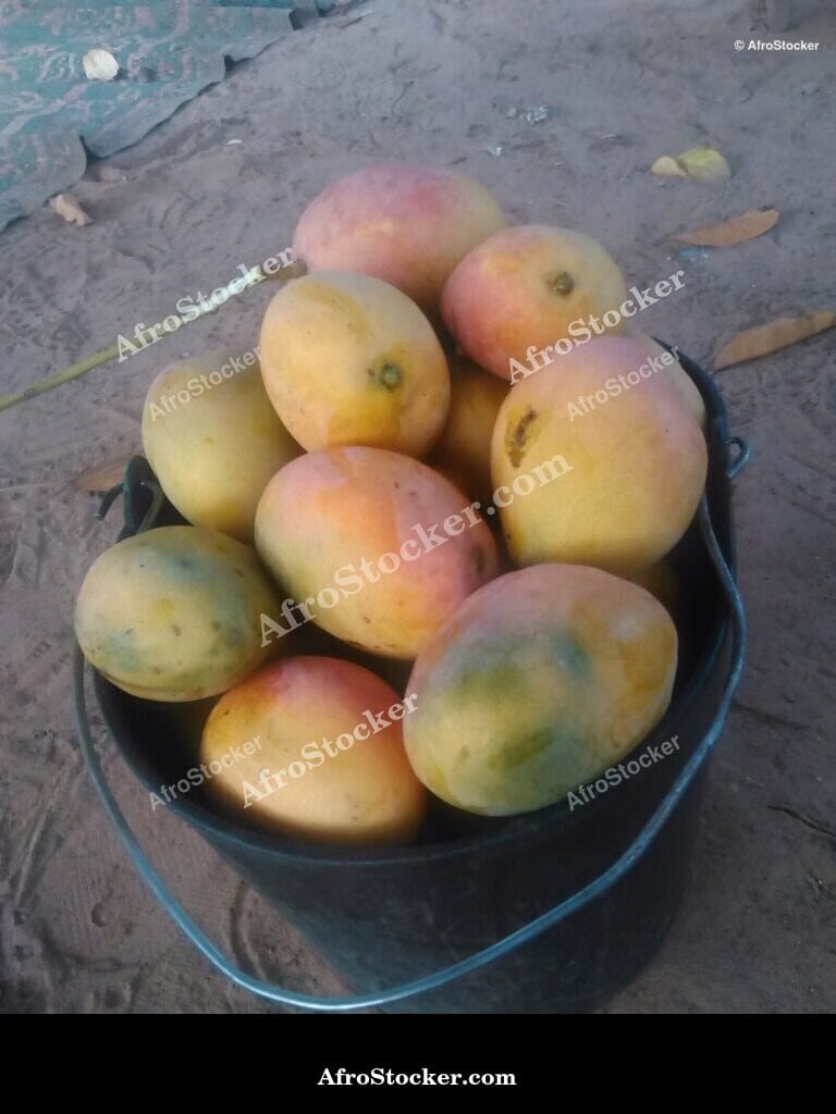 Bowl Filled with Mangoes, Africa - AfroStocker