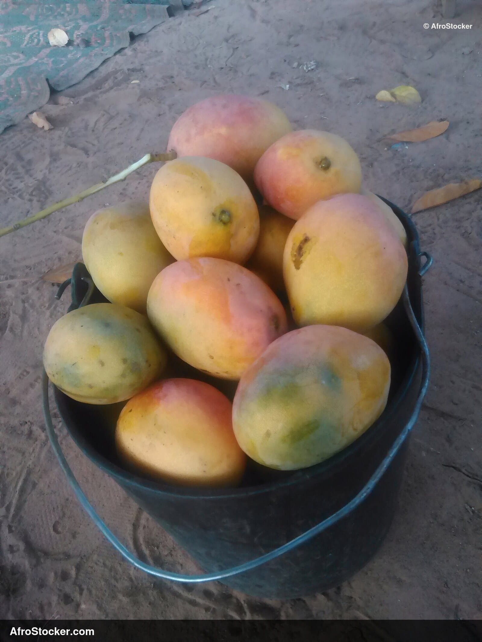 Bowl Filled with Mangoes, Africa - AfroStocker