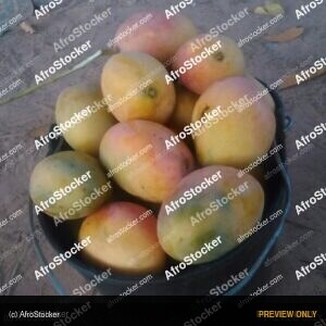 Bowl Filled with Mangoes, Africa - AfroStocker