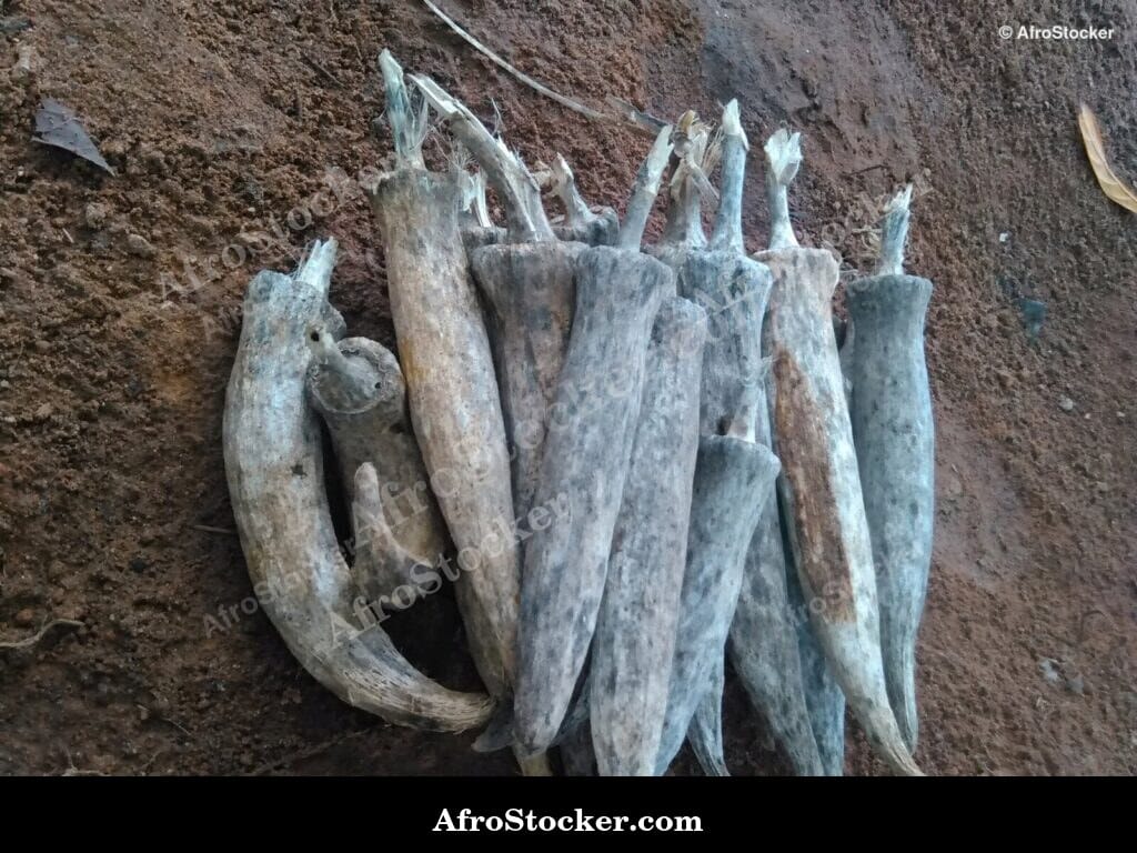 Dried Okra Seeds, African Agriculture - AfroStocker