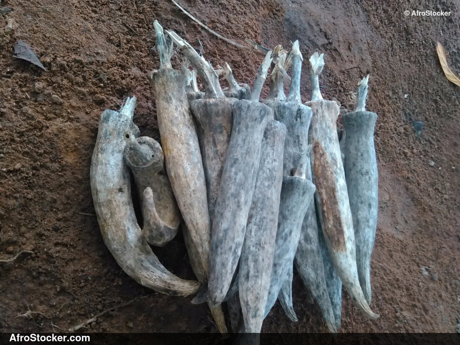 Dried Okra Seeds, African Agriculture - AfroStocker