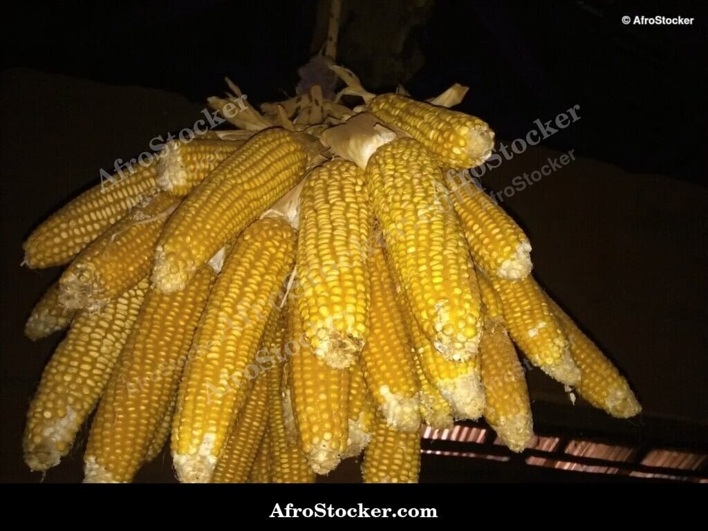 Local Corn Seeds, West African Farming - AfroStocker