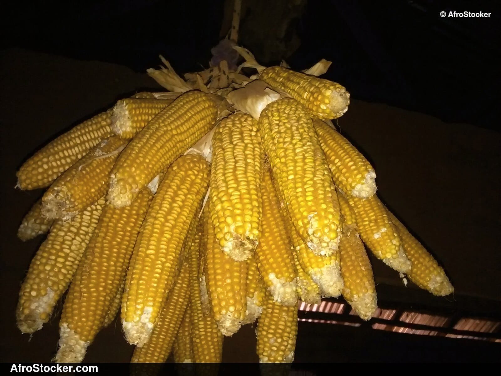 Local Corn Seeds, West African Farming - AfroStocker
