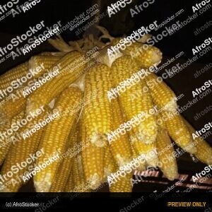 Local Corn Seeds, West African Farming - AfroStocker