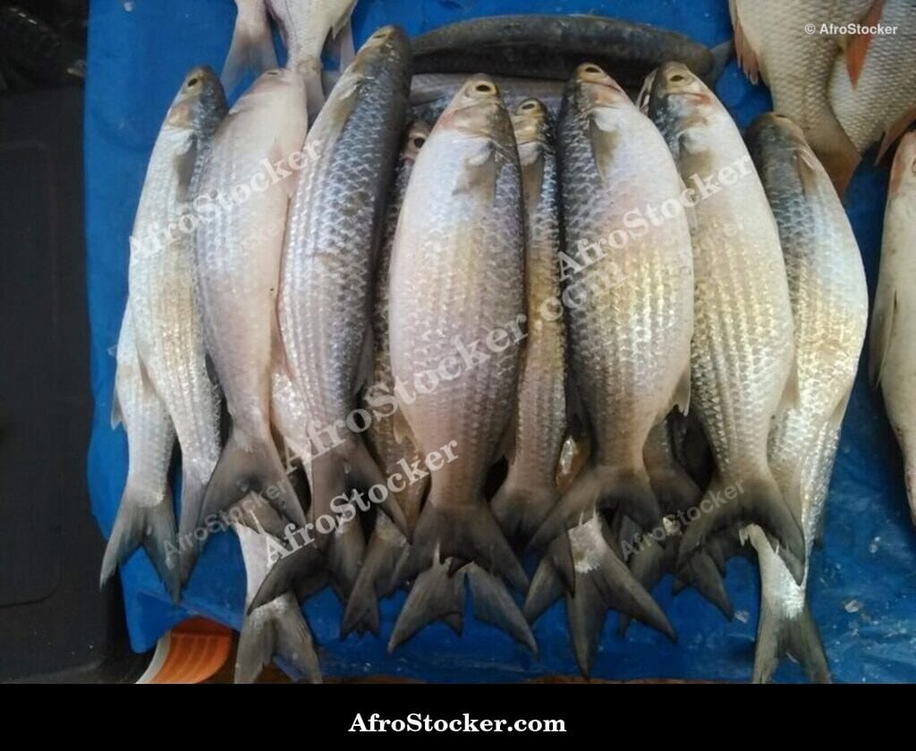 Fish Vendor, Senegal West African Market