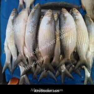 Fish Vendor, Senegal West African Market