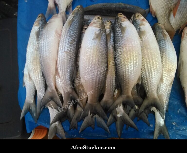 Fish Vendor, Senegal West African Market