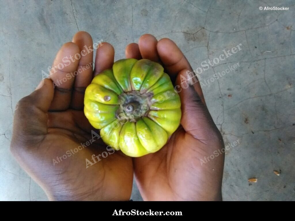 single eggplant africa natural light vegetable