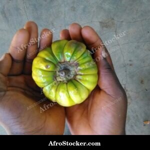 single eggplant africa natural light vegetable