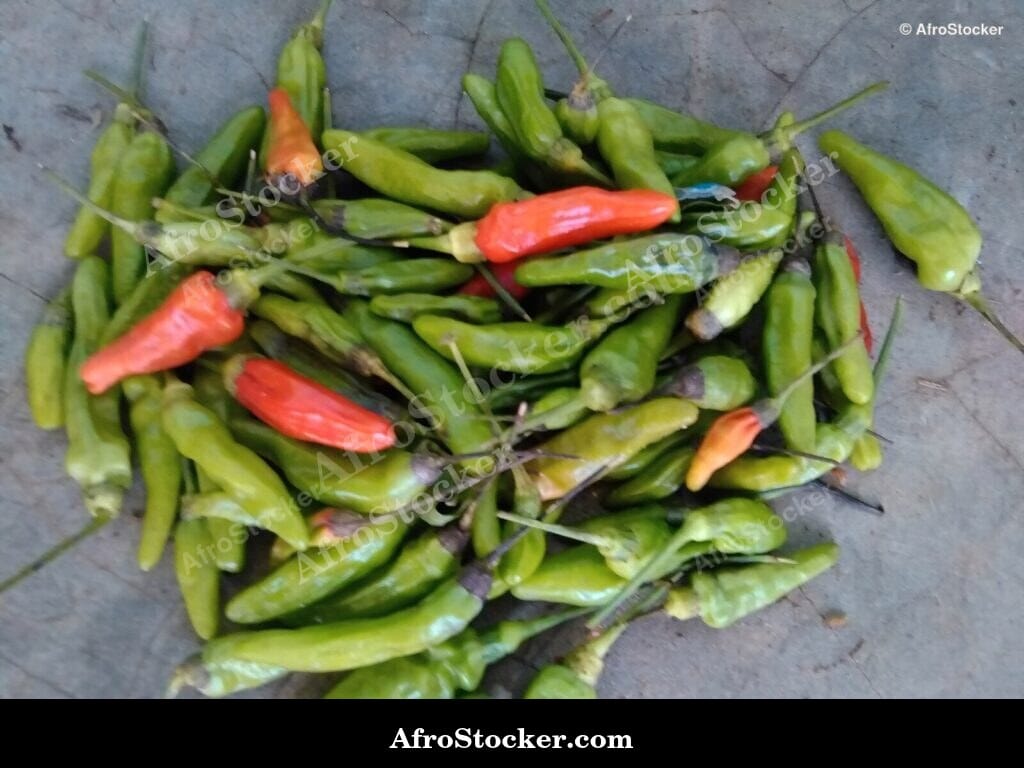 Small Hot Chili Peppers, African Spice