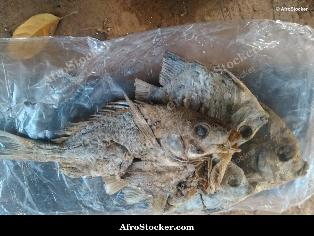 Smoked Dried Fish Close-Up, Africa