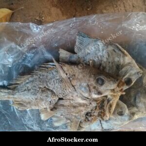 Smoked Dried Fish Close-Up, Africa