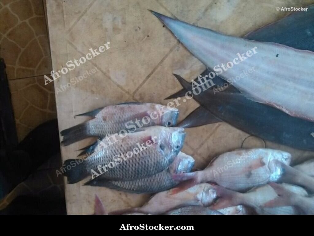 Fresh Fish at Market, Togo West Africa