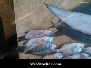 Fresh Fish at Market, Togo West Africa