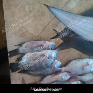 Fresh Fish at Market, Togo West Africa