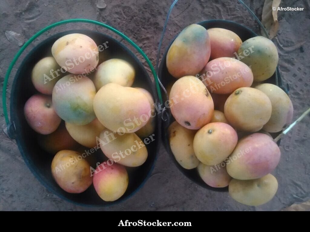 two buckets mangoes african harvest season