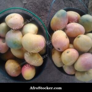 two buckets mangoes african harvest season