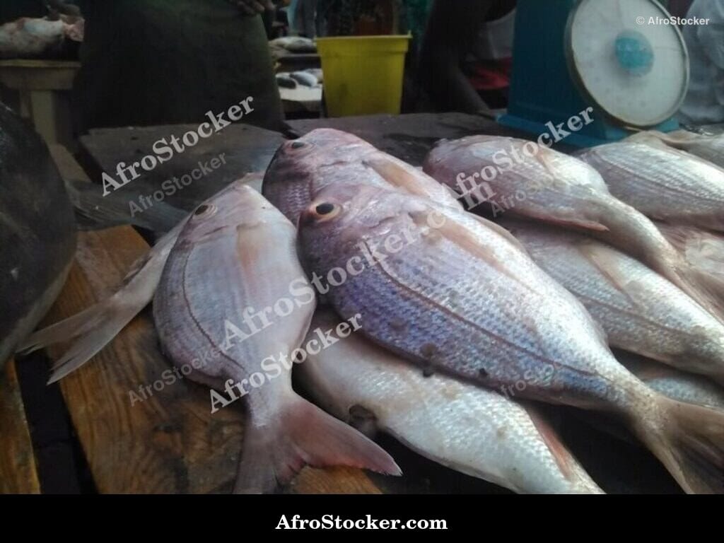 Fish Sale, West African Coastal Market