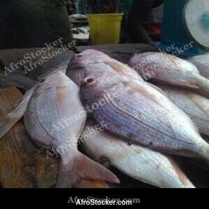 Fish Sale, West African Coastal Market