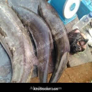 Fish Vendor, Traditional African Market