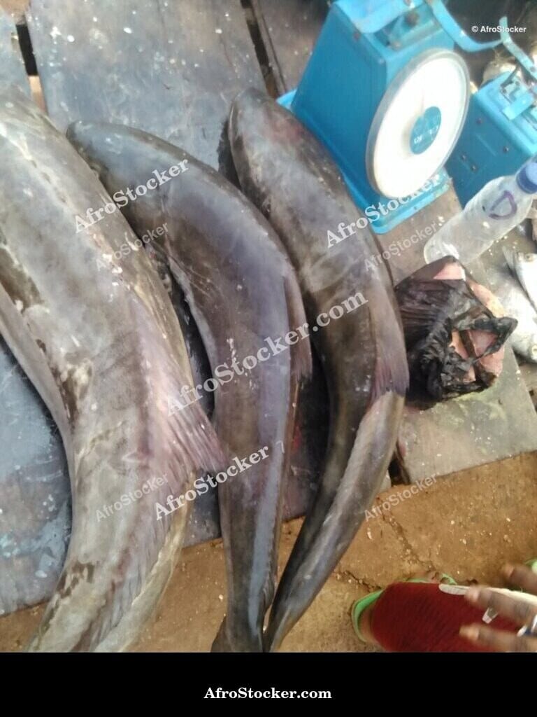 Fish Vendor, Traditional African Market