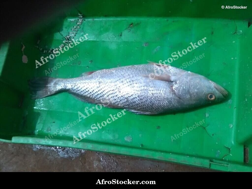 Fresh Fish for Sale, West Africa