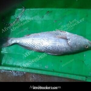 Fresh Fish for Sale, West Africa
