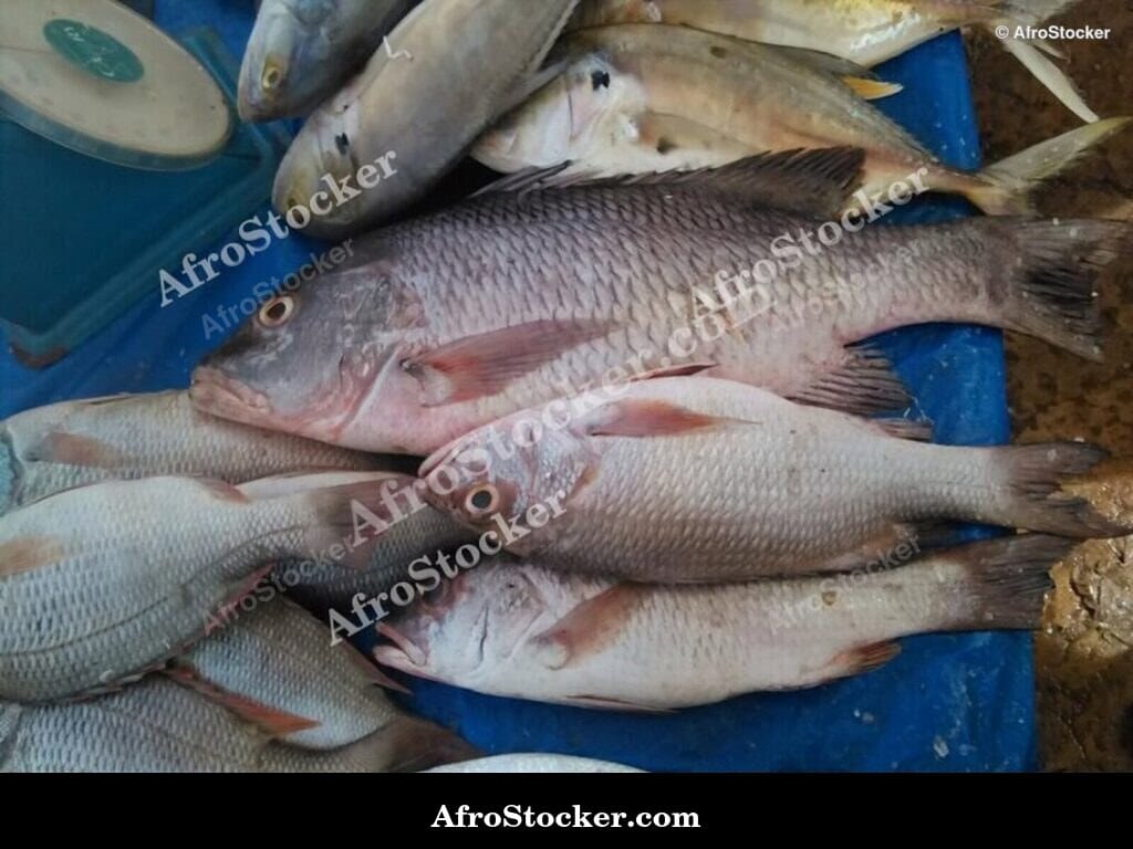 Fish Market Scene, Gabon Central Africa
