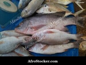 Fish Market Scene, Gabon Central Africa