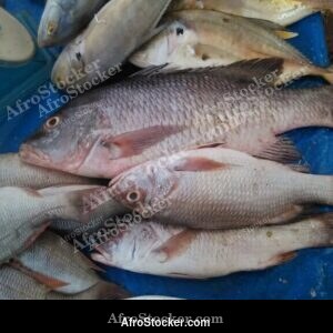 Fish Market Scene, Gabon Central Africa