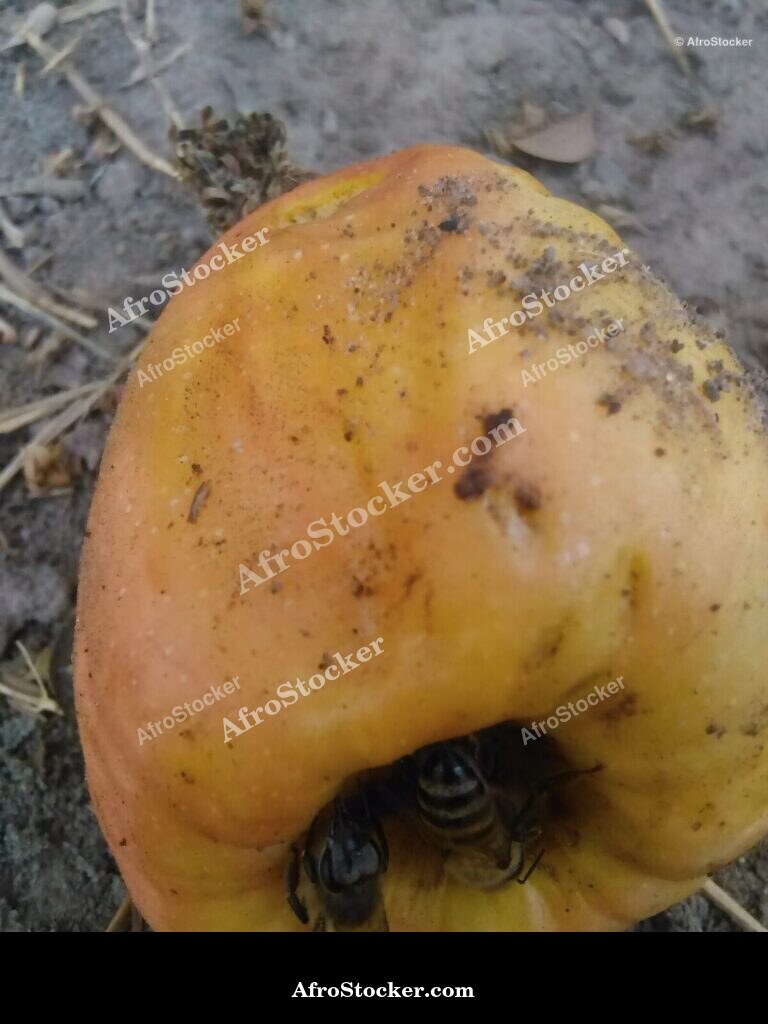 Bee On Cashew Flower West Africa | AfroStocker