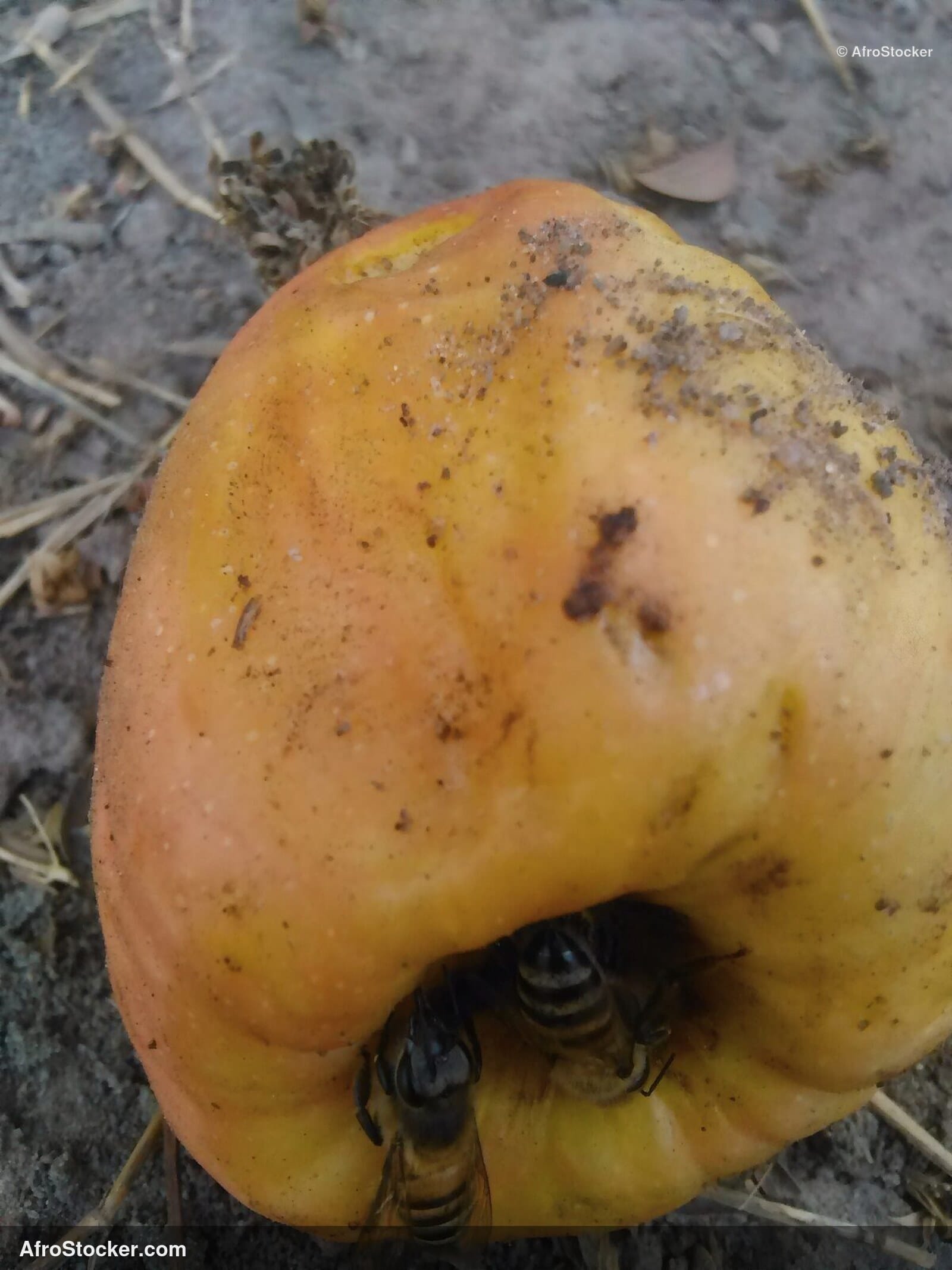 Bee On Cashew Flower West Africa | AfroStocker