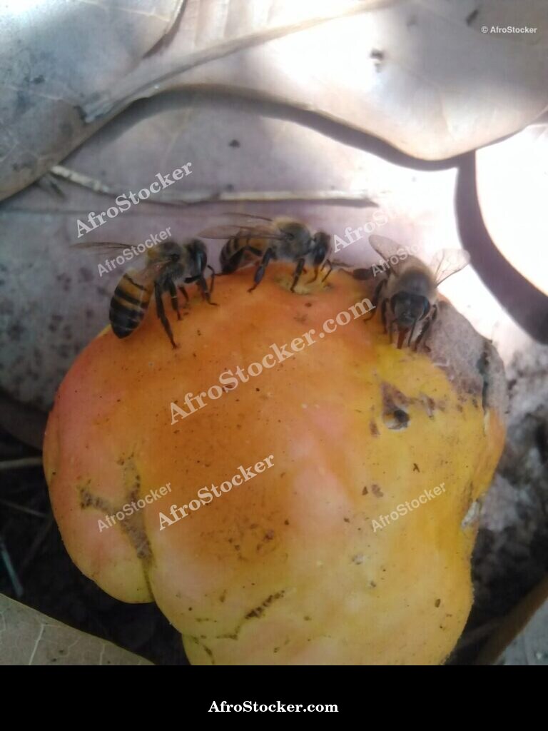 Cashew Bee Pollination Africa | AfroStocker
