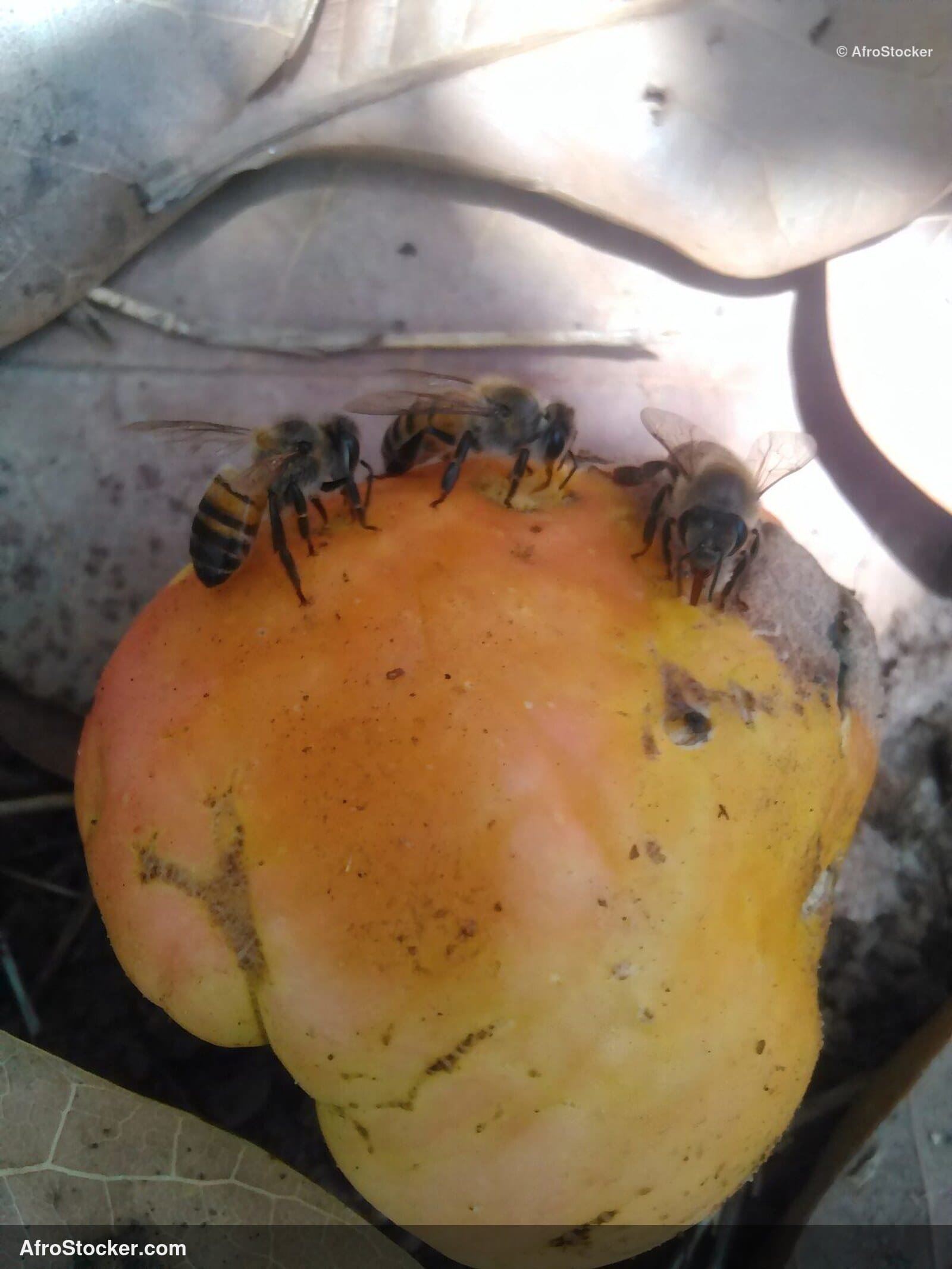 Cashew Bee Pollination Africa | AfroStocker