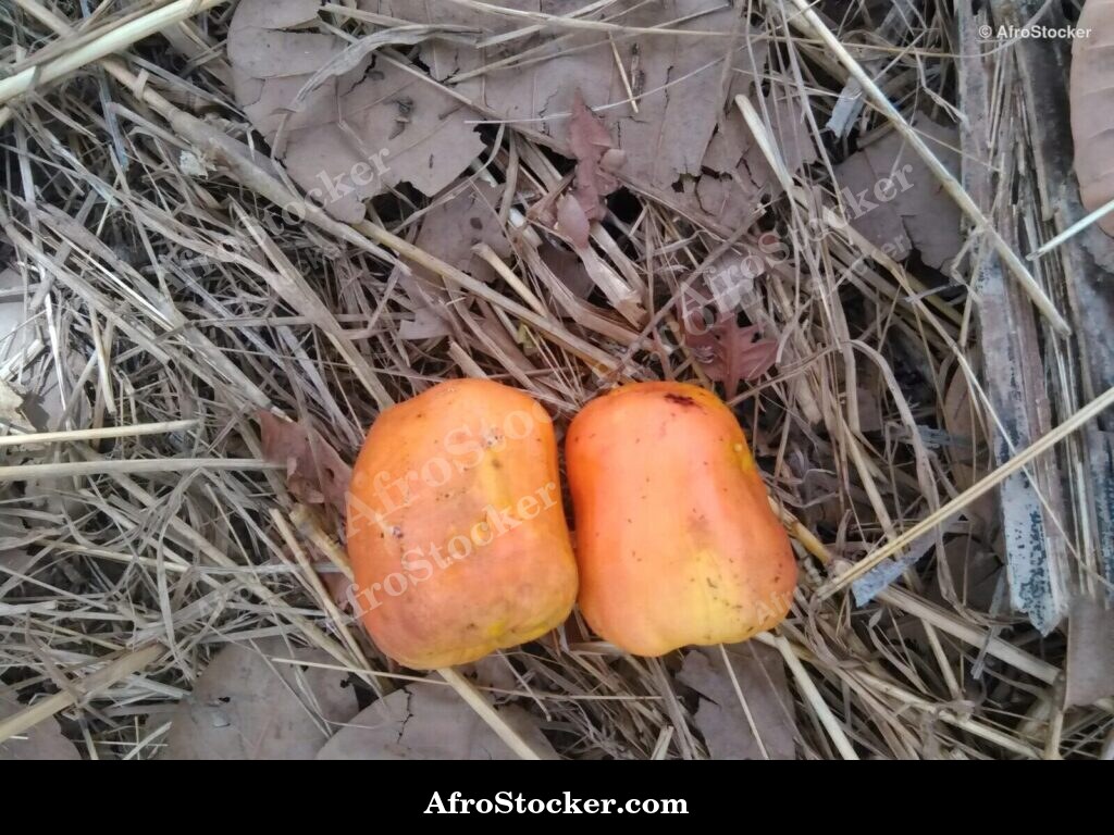 Cashew Nuts Harvest West Africa | AfroStocker