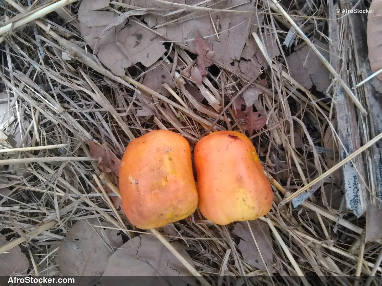 Cashew Nuts Harvest West Africa | AfroStocker