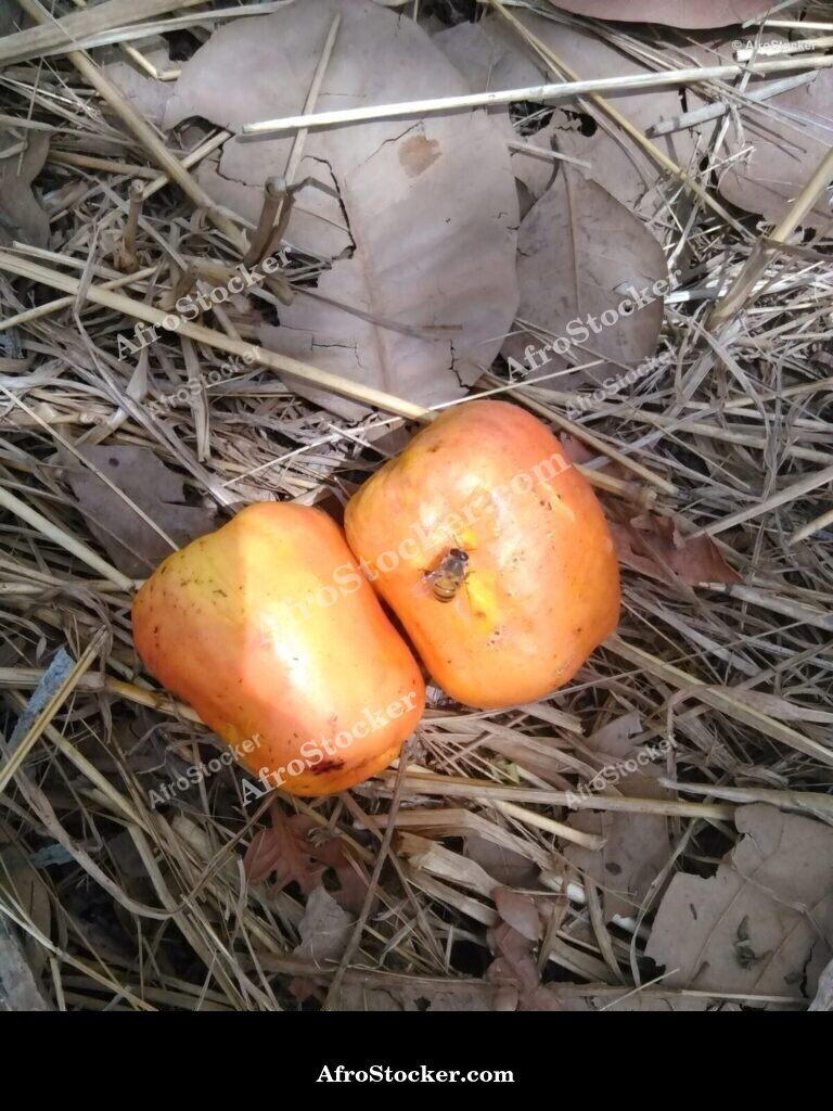 Fresh Cashew Nuts Africa | AfroStocker