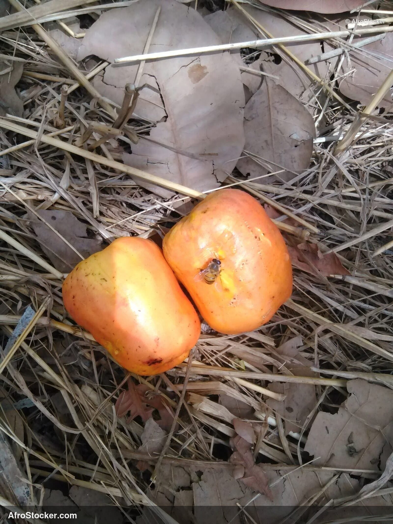 Fresh Cashew Nuts Africa | AfroStocker