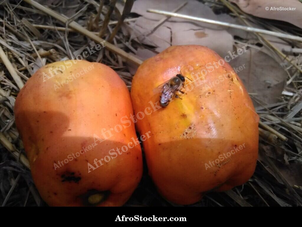Raw Cashew Nuts West Africa | AfroStocker