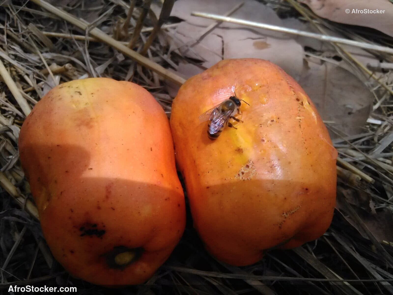 Raw Cashew Nuts West Africa | AfroStocker