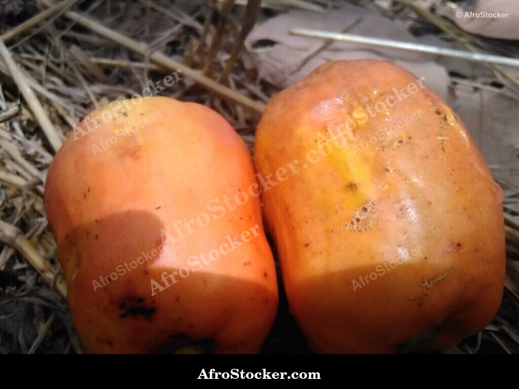 Cashew Nuts On Tree Africa | AfroStocker