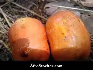 Cashew Nuts On Tree Africa