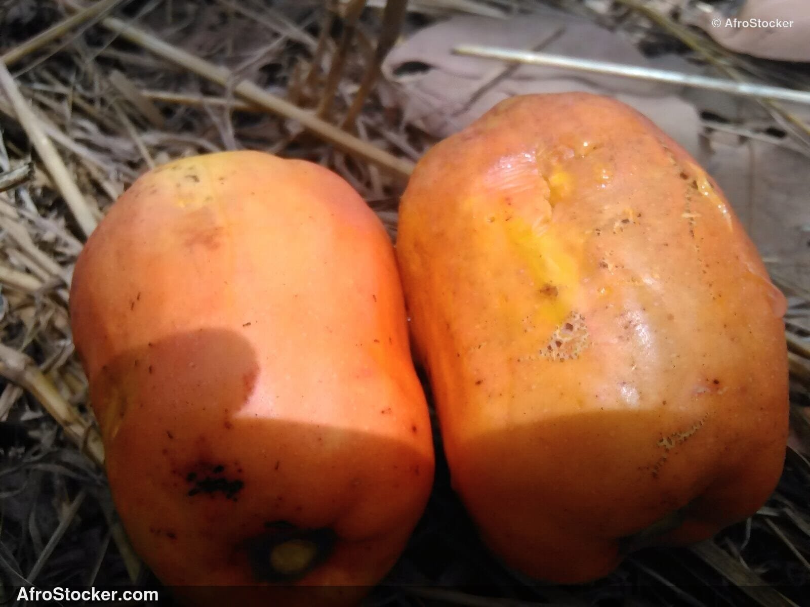 Cashew Nuts On Tree Africa | AfroStocker