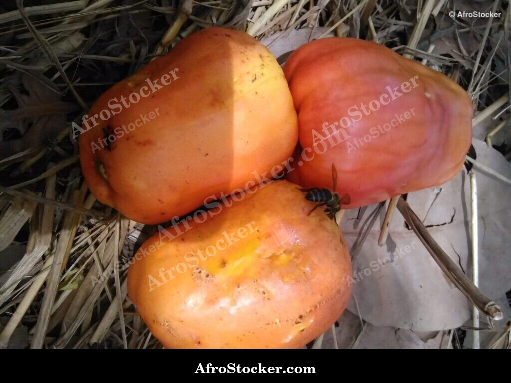 Cashew Fruit And Nuts Africa | AfroStocker