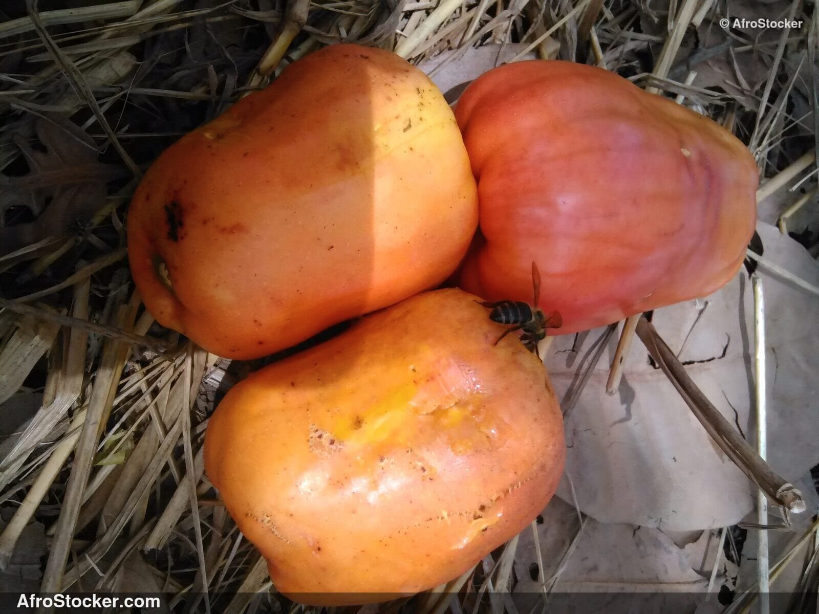 Cashew Fruit And Nuts Africa | AfroStocker