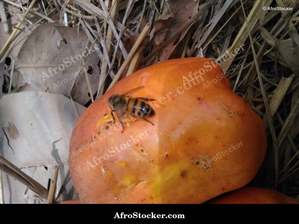Cashew Harvest West African Farm | AfroStocker