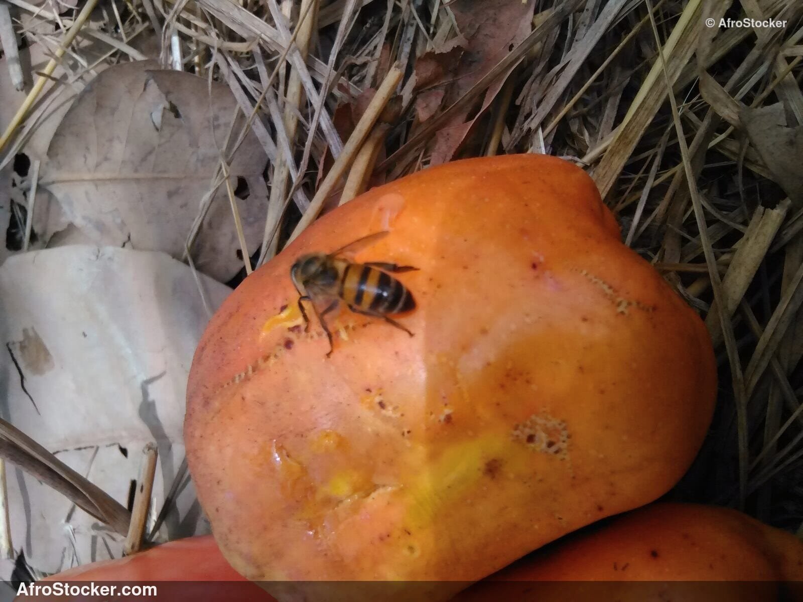 Cashew Harvest West African Farm | AfroStocker