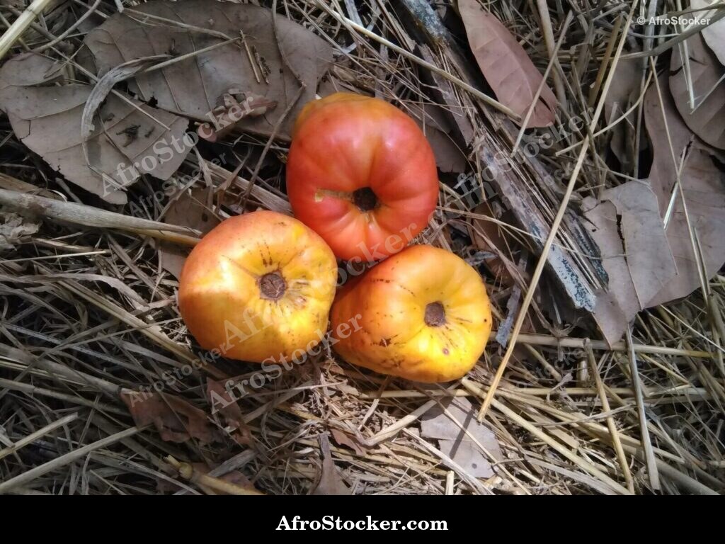 Ripe Cashew Fruit West Africa | AfroStocker
