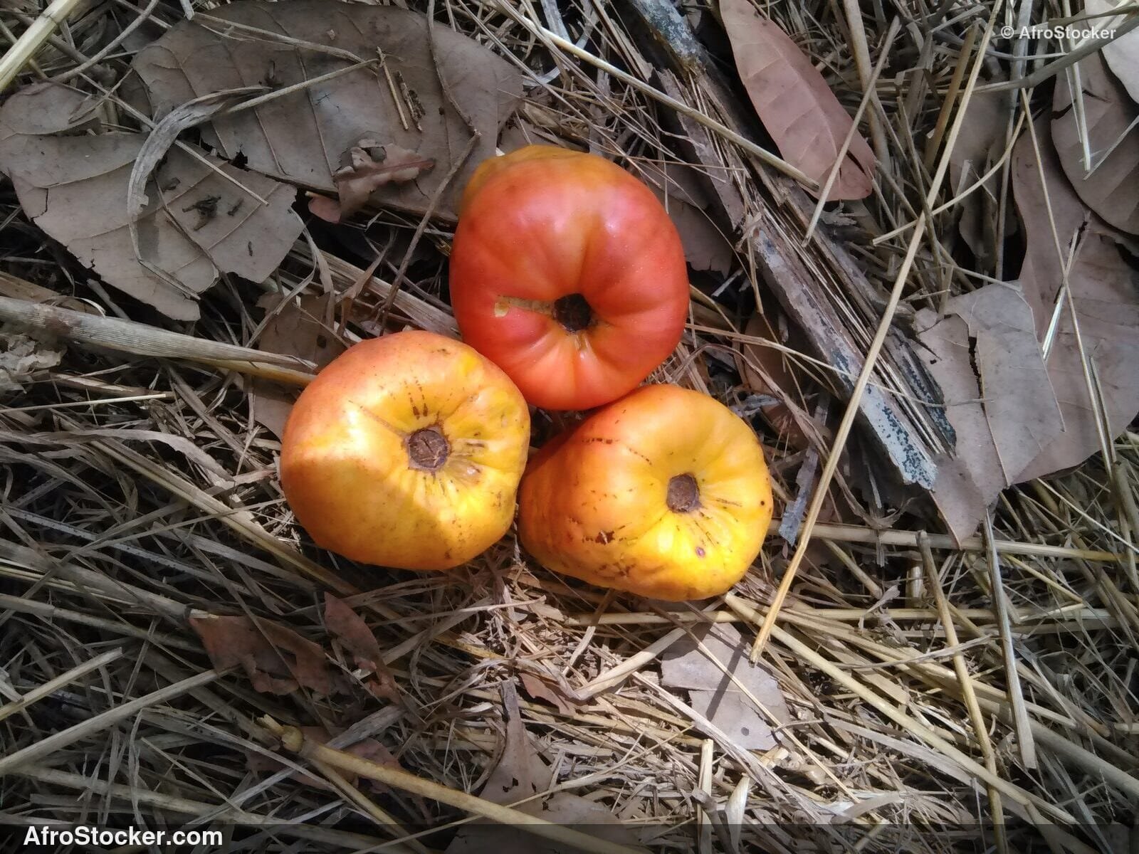 Ripe Cashew Fruit West Africa | AfroStocker