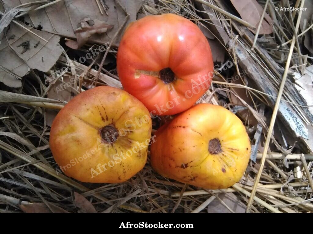 Cashew Nuts Close Up Africa | AfroStocker
